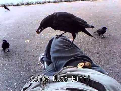 Youtube: Pitti und die Nüsse / pitti and the nuts