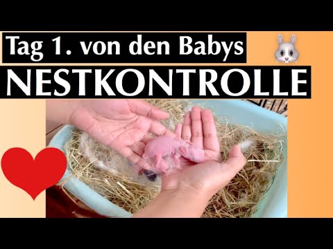 Youtube: Tag 1. von den Babys die NESTKONTROLLE