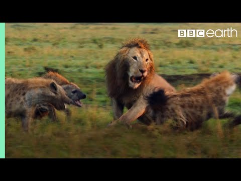 Youtube: Lion Trapped by Clan of Hyenas | Dynasties | BBC Earth