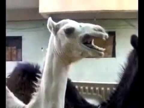 Youtube: lachendes kamel , was ab geht , extra lustig , funny tiere , joke , laughs, funny camel