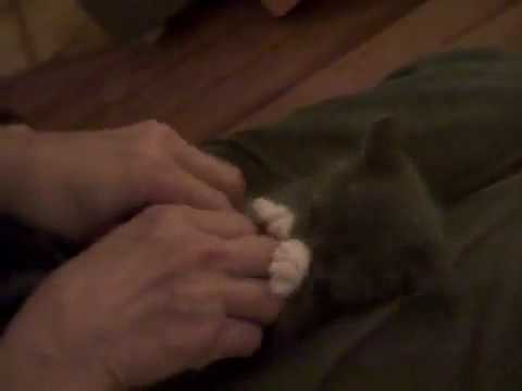 Youtube: Süße Katze