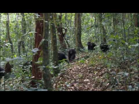 Youtube: Violent chimpanzee attack - Planet Earth - BBC wildlife
