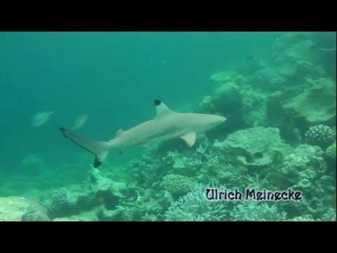 Youtube: Maldives- Blacktip reef shark - Schwarzspitzen-Riffhai