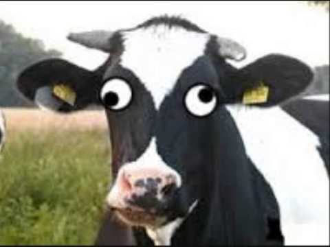 Youtube: Lustige BSE-Kuh
