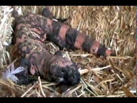 Youtube: Gila Monster "vs."  Duck