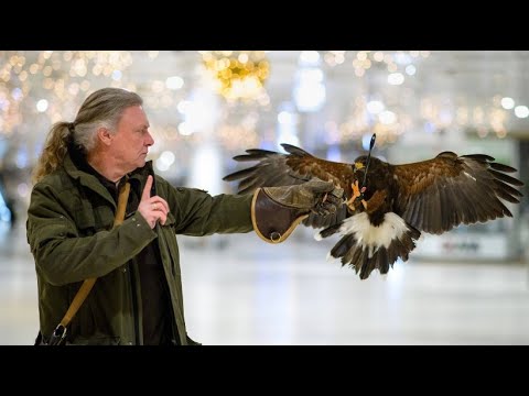 Youtube: Ein Wüstenbussard gegen die Taubenplage