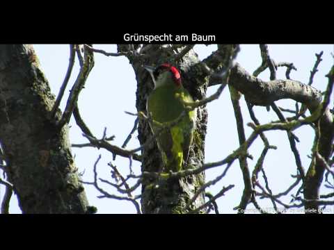 Youtube: Grünspecht-Männchen ruft - European green woodpecker singing - Picus viridis (1080p HD)