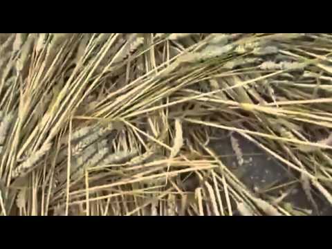 Youtube: Crop Circles Caught on Camera Being Made