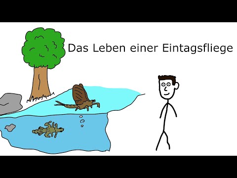 Youtube: Das Leben einer Eintagsfliege  - verrückte Natur #3