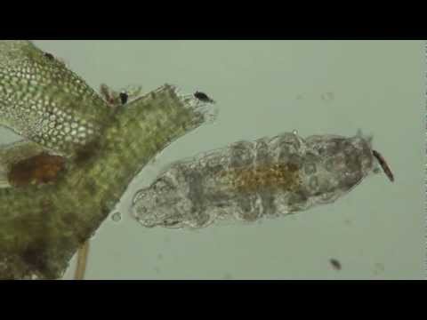 Youtube: Water Bears in HD