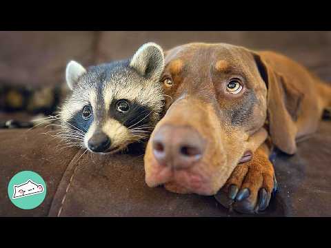 Youtube: Wild Raccoon Falls In Love With A Huge Pup. Owners Can't Believe It | Cuddle Buddies