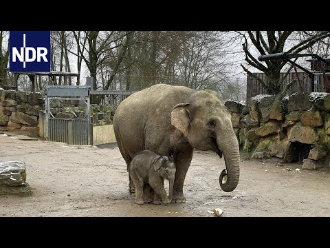 Youtube: Tierisch durch die Kälte - Einsatz im Winter-Zoo | NDR