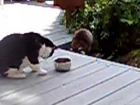 Youtube: Kitty vs Raccoon