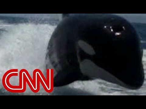 Youtube: Killer whales surprise couple on boat