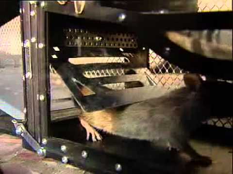 Youtube: Grosse Lebendfalle Rattenfalle Mausefalle fuer mehr als 7 Nager gleichzeitig MAF01