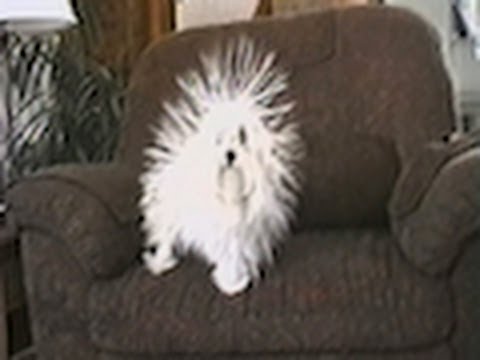 Youtube: CuteWinFail: Static Dog