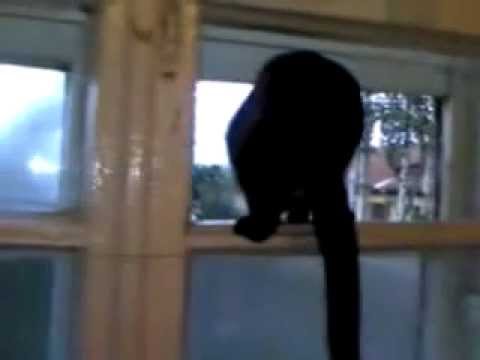 Youtube: Barking cat gets caught! (ORIGINAL)