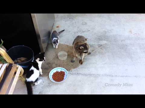 Youtube: Raccoon Steals Food- Smooth Criminal