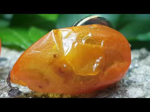 Youtube: bänderschnecke raspelt an einer tomatenschale