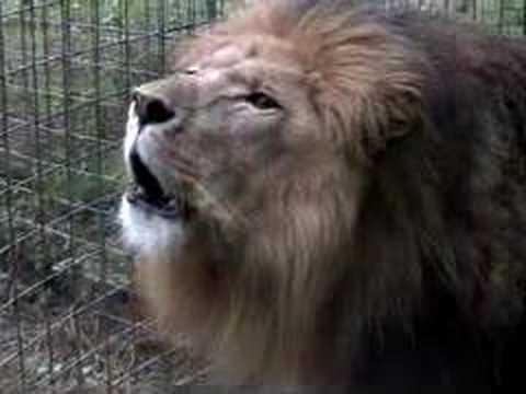 Youtube: LION ROAR - EXTREME CLOSE UP!!!