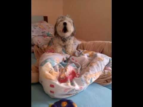 Youtube: OTTO der singende hund