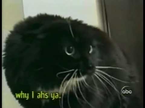 Youtube: Sprechende Katze Video Balthasa MyVideo x264