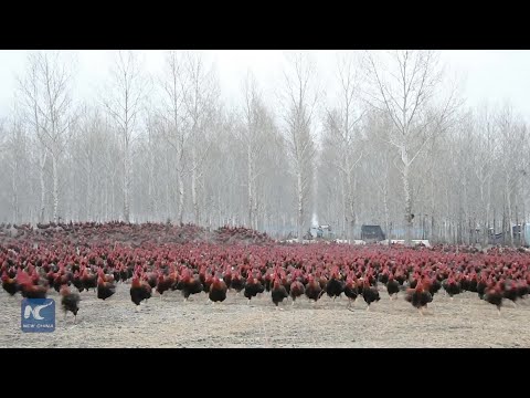 Youtube: Chinese farmer and his 70,000 chickens become online celebrities