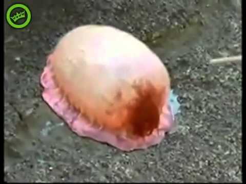 Youtube: Weird Japanese Pink Sea Creature