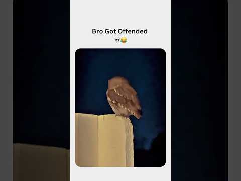 Youtube: Little butt #wtf #funny #lol #owls