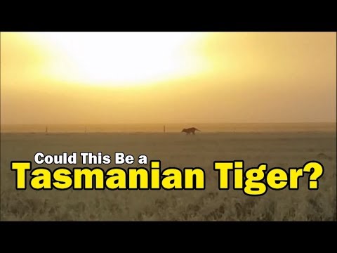 Youtube: Could This be a Tasmanian Tiger