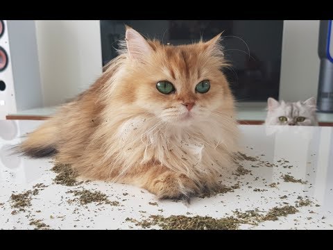 Youtube: WHAT DOES CATNIP DO? - Getting High With Smoothie The Cat