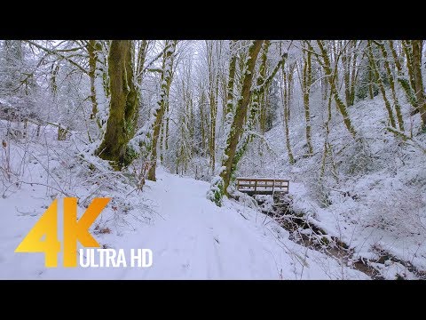 Youtube: 4K Virtual Winter Walk - Walking in a Snow Forest - 3.5 HRS of Crunching Snow Sound