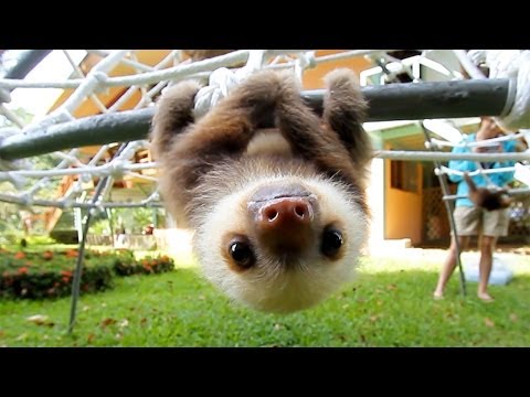 Youtube: What Does A Sloth Say?