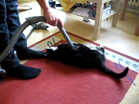 Youtube: lustige dicke Katze lässt sich staubsaugen / funny fat cat likes to be hoovered