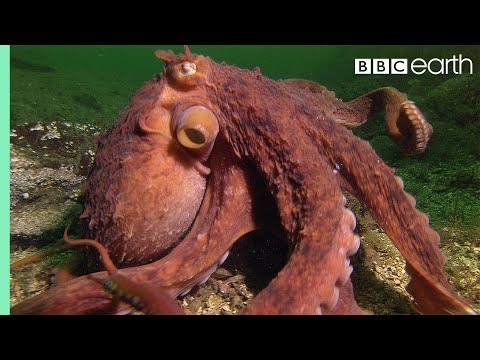 Youtube: Octopus Steals Crab from Fisherman | Super Smart Animals | BBC Earth