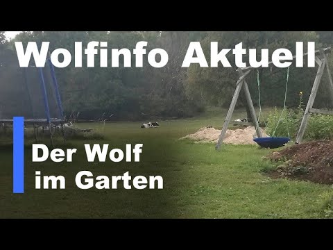 Youtube: Wolfinfo Aktuell 19 ( Der Wolf im Garten )