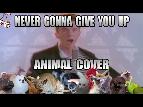 Youtube: Rick Astley - Never Gonna Give You Up (Animal Cover)