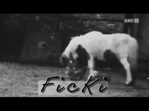 Youtube: Ficki das Pony by Kurt Razelli