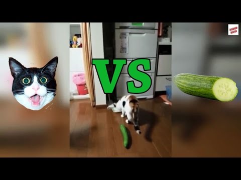 Youtube: Cats vs Cucumbers Compilation