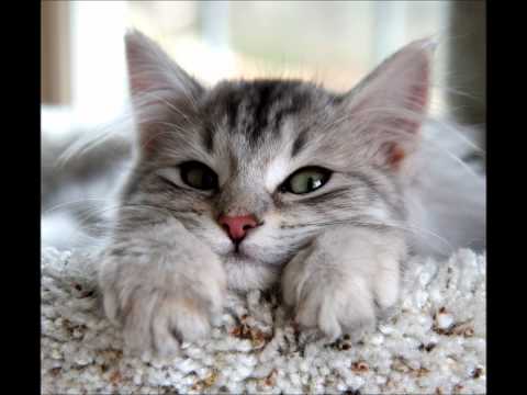 Youtube: Katzenschnurren