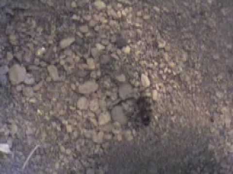 Youtube: Ant vs. Antlion