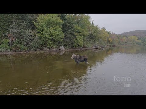 Youtube: Northern Ontario Moose vs Wolf