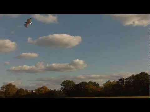 Youtube: Pteranodon RC