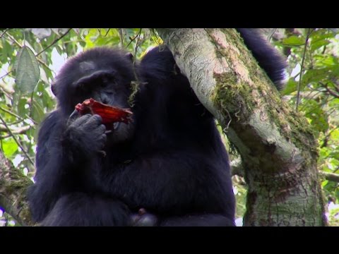 Youtube: Chimpanzee Cannibalism | Planet Earth | BBC Earth