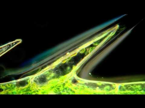 Youtube: Cyclosis in Elodea. Beautiful Microscopic HD Video!