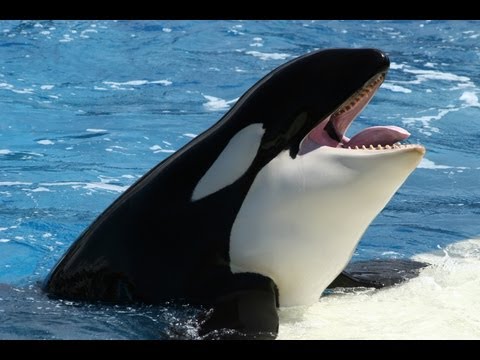 Youtube: The Complete "One Ocean" Shamu Show at SeaWorld (voted best on YouTube)