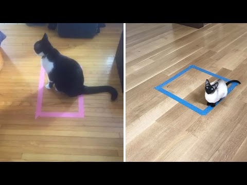 Youtube: Katzen im Rechteck: Wetten, dass Ihre Katze das auch macht?