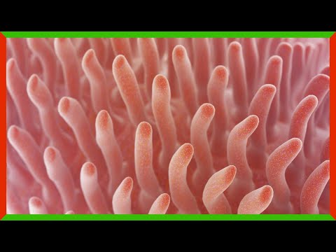 Youtube: Oxygen Enemas Could Save Lives
