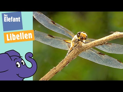 Youtube: Wie fliegen Libellen? | Der Elefant | WDR