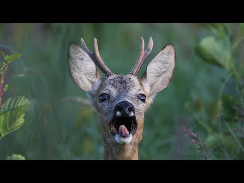 Youtube: Roebuck barking - Rehbock beim "Schrecken" (Bellen)